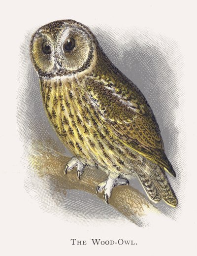 De Bosuil door Alexander Francis Lydon